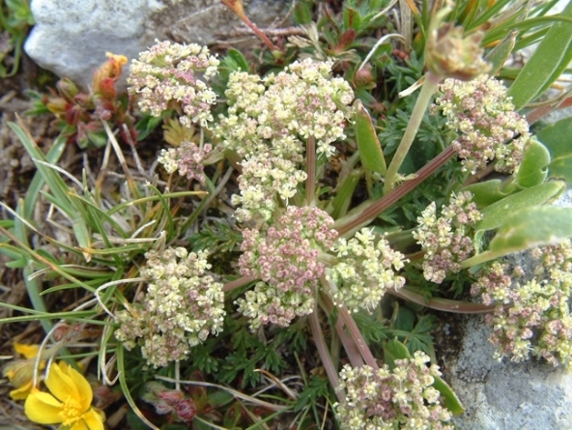 Trinia glauca o dalechampii ?